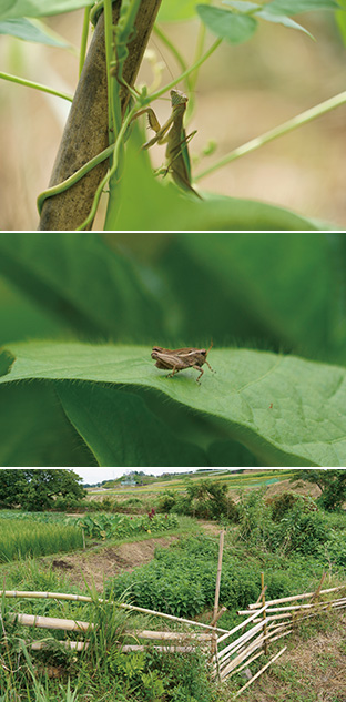 上/中:畑には、カマキリなど、いろんな種類の虫たちが息づいている/下:さまざまな植物と野菜が共生している「結いまーる自然農園」の畑
