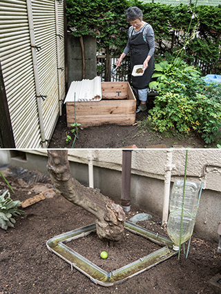 上:家庭菜園の隅に設置された腐葉土庫。フタはお風呂用のものを再利用。堆肥に生ごみを加えて畑の土をつくる/下:水を張った雨樋をネーブルの木の周囲に巡らせて、アリよけに。農薬を使わないための工夫である
