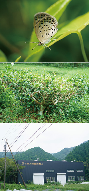 上:お茶の葉の上で羽を休めるヤマトシジミ。茶畑には、植物や昆虫が共生する環境がある/中:大地にしっかり根を張り、たくましく育ったお茶の木/下:葉っピイ向島園の工場