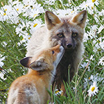 inoti67_kitano_ninki