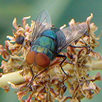 inoti106_rupo_ninki_b