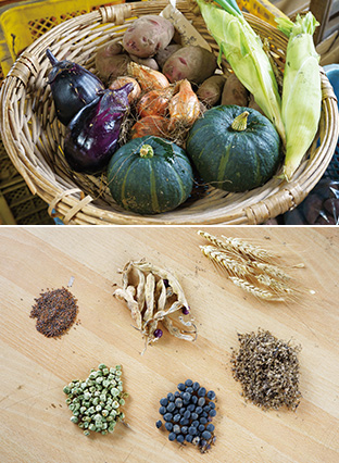 上:みずみずしいカボチャ、ナスなどの野菜。どれも野菜本来の味がすると評判だ/下:自家採種した種は、月の満ち欠けに合わせて蒔くという