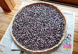 収穫した花豆を干す。花豆は冷涼な高地ならではの作物