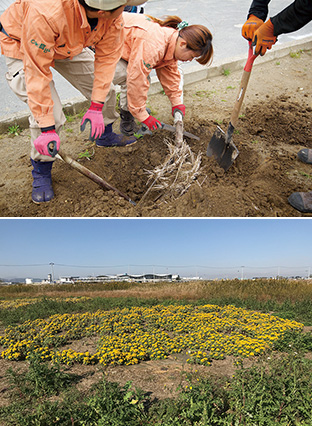 上：小学校での除塩作業には、地元の造園会社も参加した／下：喜多さんらが植栽したイソギク。周辺に雑草は生えていない（写真は、ともに樹木いきいきプロジェクト提供）
