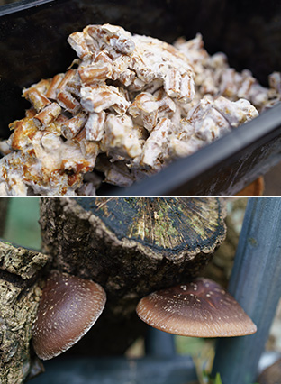 上:菌を染み込ませた木片。これをほだ木に打ち込む/下:植菌したほだ木から生えたシイタケ