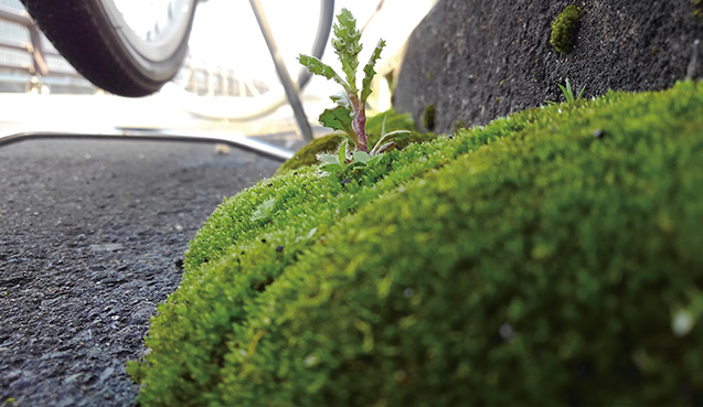 ギンゴケと一緒に生える草