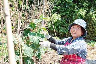 「霜に当たってほとんど枯れていたキュウリが、見事に復活しました」