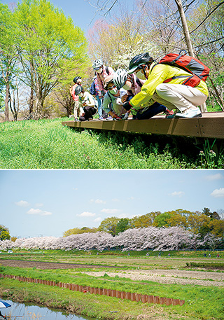 上:見沼自然公園内の湿地を横切る木製の遊歩道沿いには、春の芽吹きが一杯/下:桜回廊を一列になり、快調にペダルを漕いで進む。手前に広がるのが見沼田んぼ