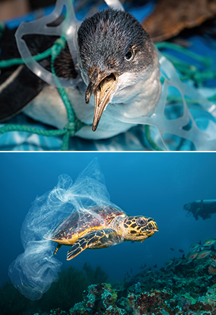 プラスチックのネットや袋が海洋生物に絡まり、その生存に大きな影響を与える例が数多く報告されている(写真:iStock)