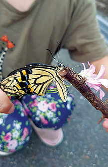 羽化したアゲハチョウ（写真提供：増田幸隆さん）