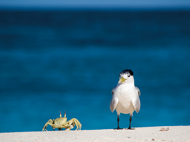 「BIRD ISLAND　100種を超える鳥たちのパラダイス　バード島（セーシェル）」。高砂淳二著『光と虹と神話』より 写真提供：高砂淳二さん