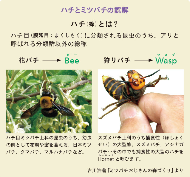 特集インタビュー150_「ハチとミツバチの誤解」図解