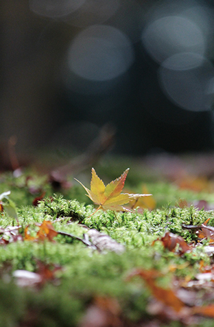 『いのちの環』No.152「一瞬の出合いを求めて」写真2