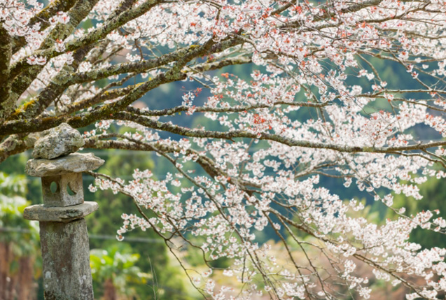 『いのちの環』特集_158_写真11