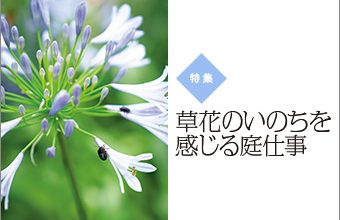 『白鳩』特集_163_トップ画像