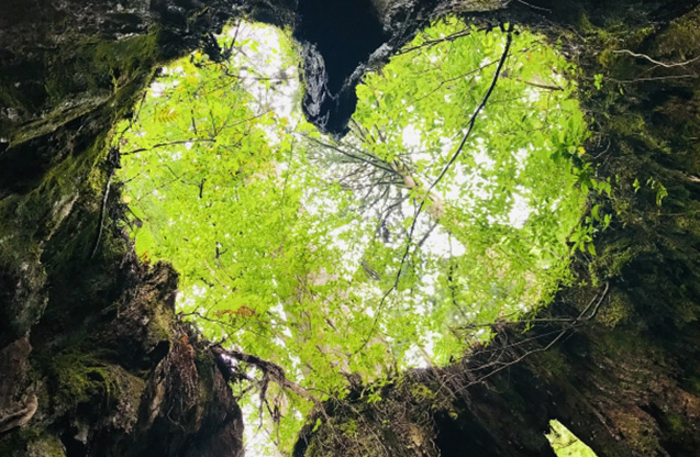 siro_syuki_5(左右いっぱい)