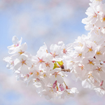 inochi_hidokeinikki_ninki