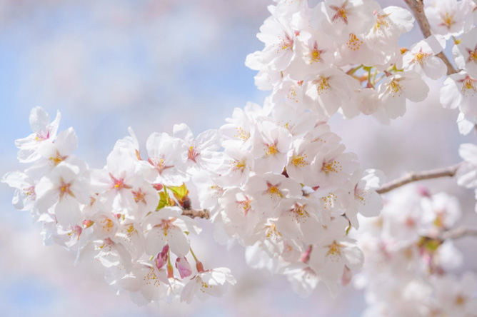 inochi_hidokeinikki_title