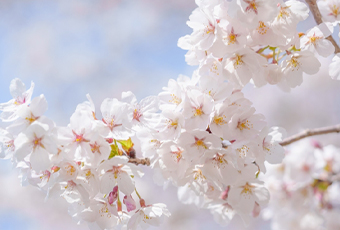 inochi_hidokeinikki_top